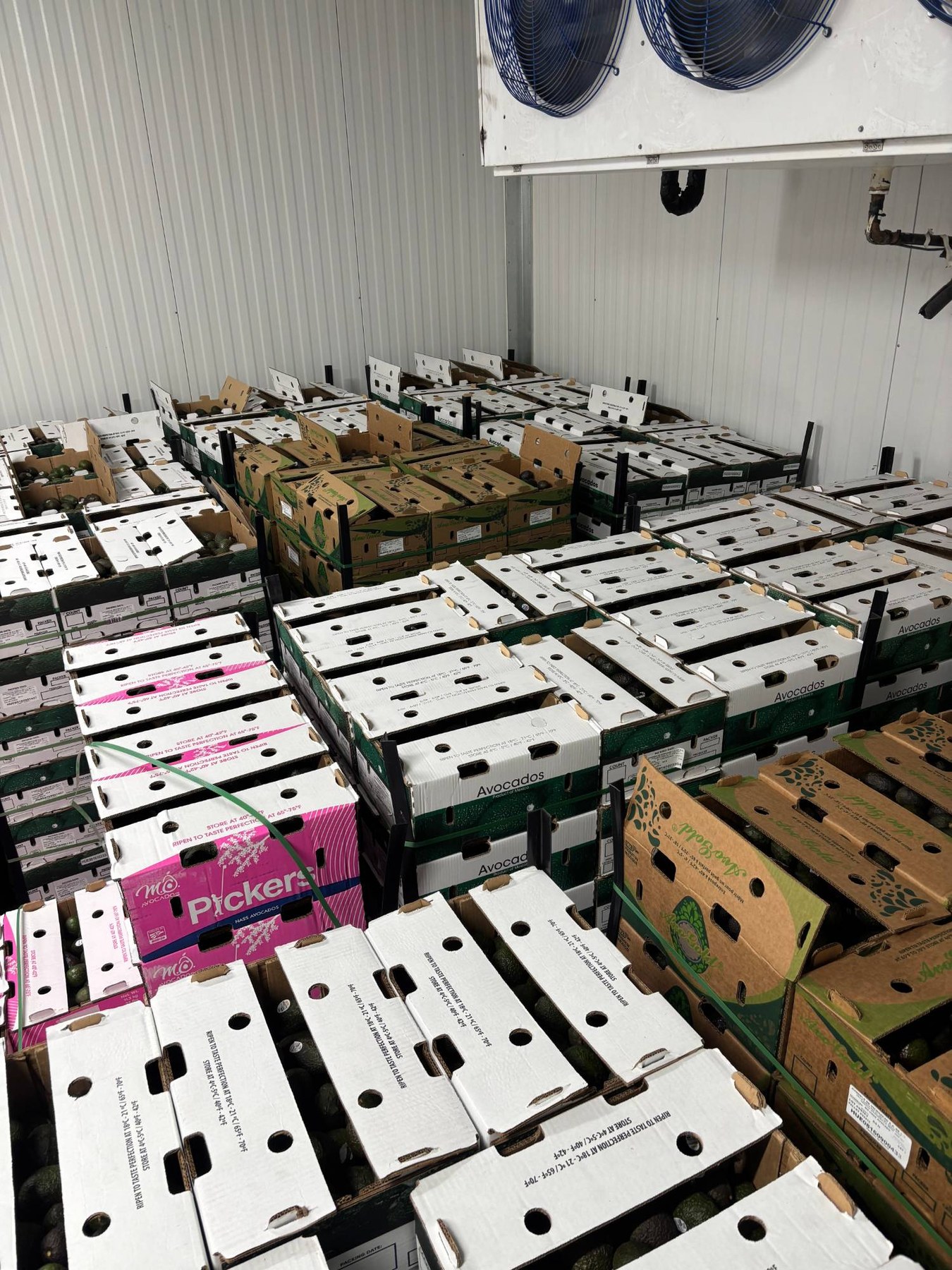 Warehouse floor stacked with avocado crates