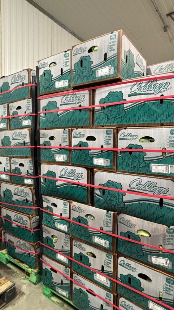 Stacked boxes of cabbage