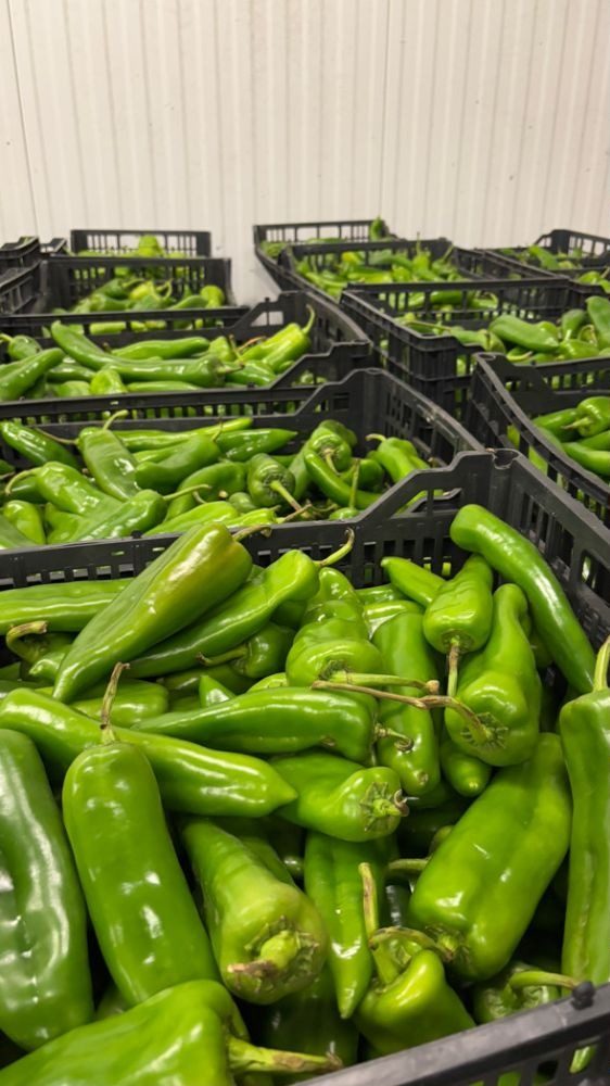 Crates of fresh green chile